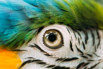 Fototapete Papagei Auge des blau-gelben Aras, auch bekannt als der blau-goldene Ara im Zoo