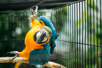 Blue-and-yellow Macaw Also Known As The Blue-and-gold Macaw In Zoo © Great Brut Here