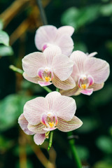Fototapeta na wymiar Beautiful White Flowers Of Orchid In Botanical Garden