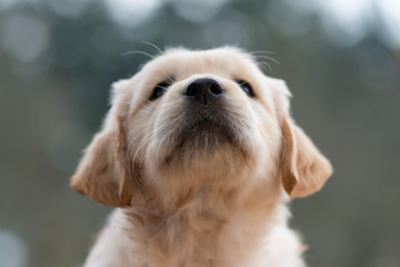 Portrait of a Golden Retriever puppy face with his little black nose. Close up from the nose. - obrazy, fototapety, plakaty