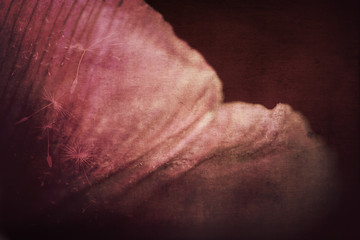 petals of al pink tulip flower with a big close-up