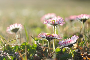 Obraz premium Gänseblümchen daisies Makro close up Frühlingswiese