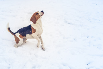 Beagle dog jumping and running with a toy outdoor snow winter towards the camera