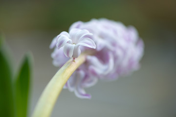 Macro of pink hyacinth. Close up.