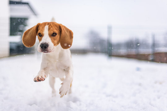 Beagle dog jumping and running with a toy outdoor snow winter towards the camera