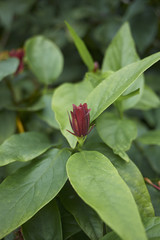 Calycanthus floridus