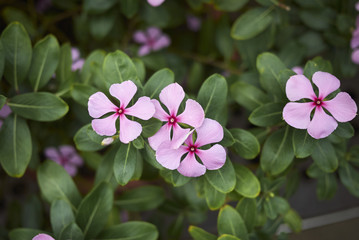 Catharanthus