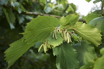 Corylus colurna