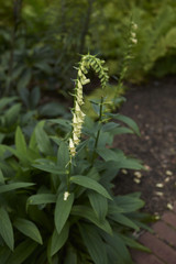 Digitalis lutea