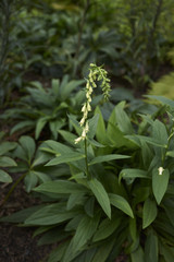 Digitalis lutea