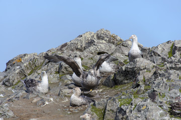 Giant petrels on rock