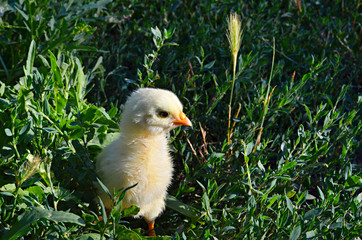 Little baby chicken on the green grass. Spring. Easter