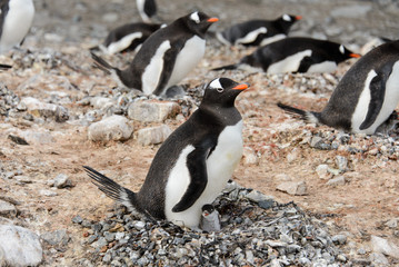 Obraz premium Gentoo penguin with chicks in nest