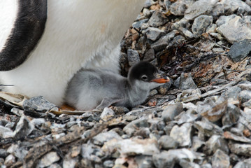 Gentoo penguin's chick in nest