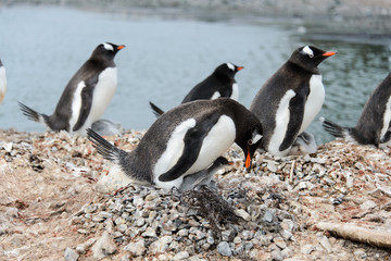 Fototapeta premium Gentoo penguin with chicks in nest