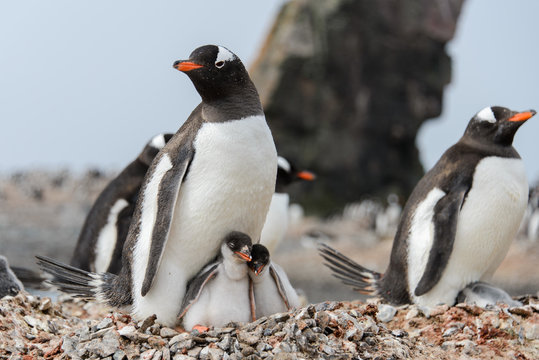 Gentoo penguin with chicks in nest