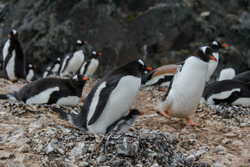 Naklejka premium Gentoo penguin with chick in nest