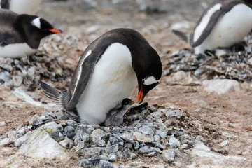 Poster Gentoo penguin with chicks in nest © Alexey Seafarer