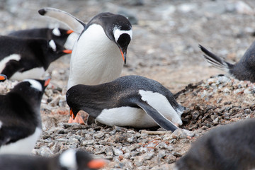 Fototapeta premium Two gentoo penguins