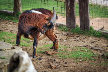 Fototapeta premium Happy goat