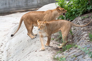 Couple of lions in zoo