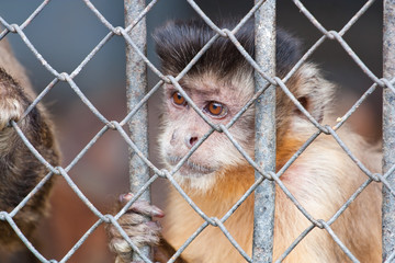 Hard life. Little monkey in the prison that called zoo
