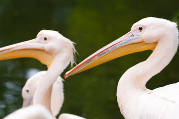 Portraite of three pink pelicans with yellow beaks in front of you