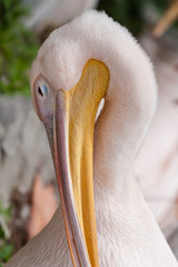 Sleeping pink pelican with the beak on the neck