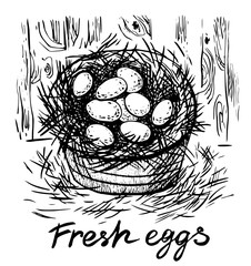 Fresh eggs. Vector hand drawn graphic illustration.