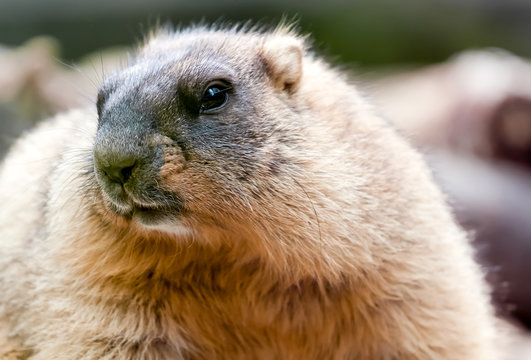 Funny looking close up steppe marmot as well known as gnawing animals Stock  Photo | Adobe Stock