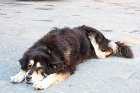 Outcast and lonely different colours dog is lying at the street in Florence, Italy.CR2