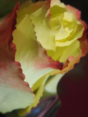 Blossoming rose. Bud of yellow petals with a red border.
