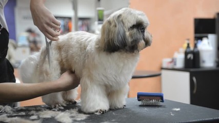 haircut of a shih-tzu dog in a grooming salon