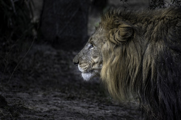 Lion