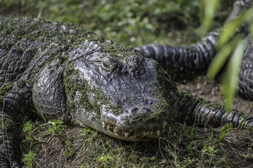 American Alligator
