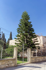 Beautiful coniferous tree in one of the Orthodox monasteries in Israel.