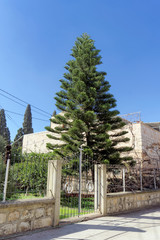 Beautiful coniferous tree in one of the Orthodox monasteries in Israel.