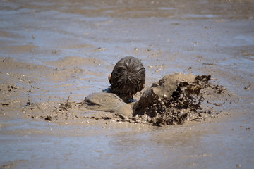 Mud Tyke