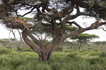 Tree climbing lions sleeping on tree branches