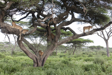 Tree climbing lions sleeping on tree branches