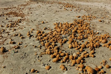 Dry oceanic posidonia seaweed balls on the beach and sand texture