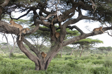 Fototapeta na wymiar Tree climbing lions sleeping on tree branches