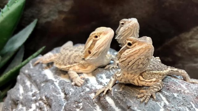 4K HD Video of three baby Bearded Dragon lizards on a rock looking around. This species is very popularly kept as a pet and widely seen in zoos.