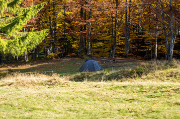 One tourist tent in the forest. Autumn forest.