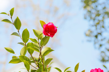 椿の花