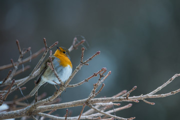 Rouge-gorge