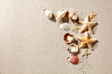 Fototapeta na wymiar shells on the sand on a beautiful sunny day with room for inscription or advertising product 