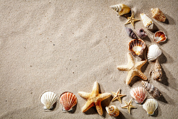 shells on the sand on a beautiful sunny day with room for inscription or advertising product  