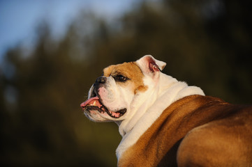 English Bulldog outdoor portrait 