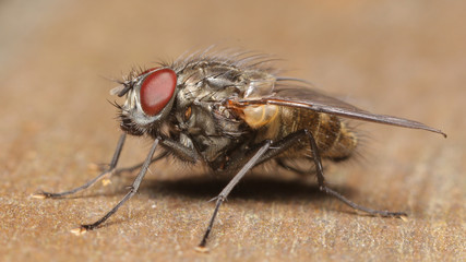 Mosca en las marismas de Alday ¡, Cantabria, España. 
